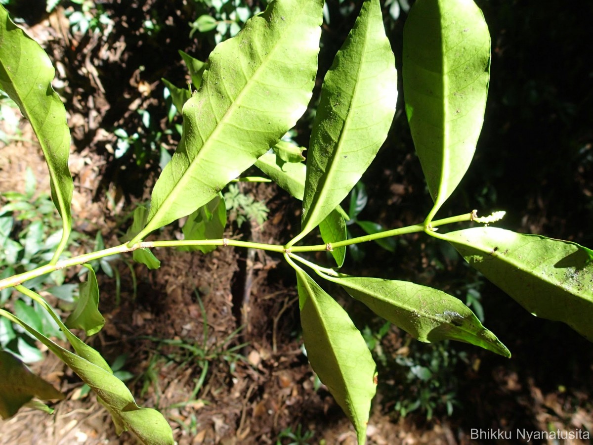 Excoecaria oppositifolia Griff.